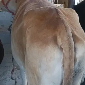 Гуночин, Душанбе