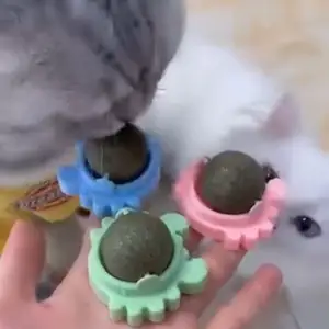 Лакомство мята для кошек, Худжанд