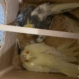 Попугай бо кафас, Душанбе