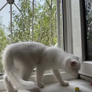 Шотландский кошка, Душанбе