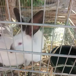 Харгуш, Худжанд