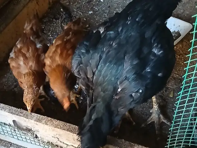 Мурги даканг, Хуҷанд