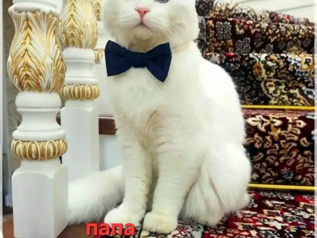Кот на вязку, Хуҷанд