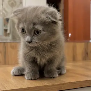 Шотландские вислоухие котята, Душанбе