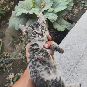 Котята, Хуҷанд