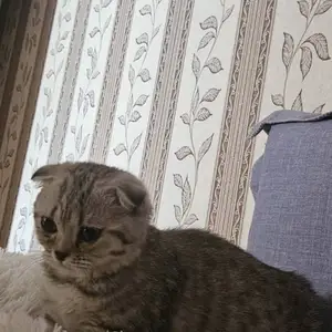 Шотландский вислоухий котенок, Худжанд