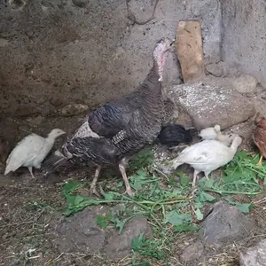 Индюк, Айнӣ