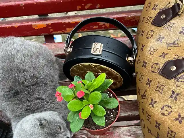 Малочай, Душанбе
