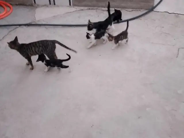Кошки, Душанбе