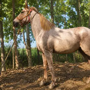 Аспи бузи, Абдураҳмони Ҷомӣ