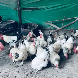 Мурги Рябушка расиски тухмкун, Абдурахмони Джоми