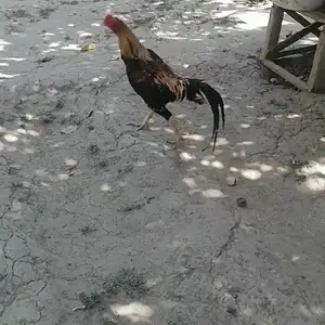 Хурус, Душанбе