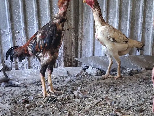 Хурузу мокиён, Душанбе
