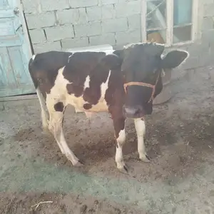Буқа, Худжанд