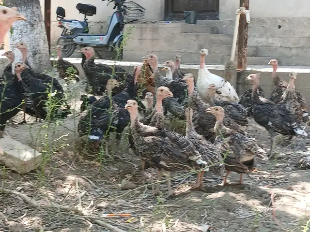 Индюк - чуча, Бобоҷон Ғафуров