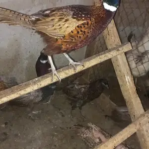 Мурғи Дашти, Душанбе