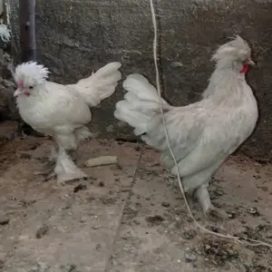 Хурус, Рудаки