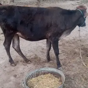 Гуночин, Вахдат