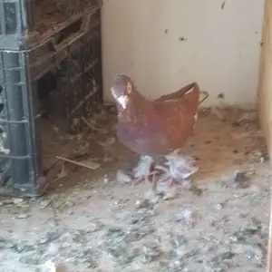 Кафтар, Кӯшониён (Бохтар)