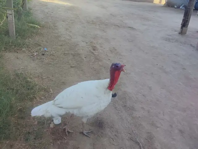 Индюк, Дӯстӣ (Ҷиликул)