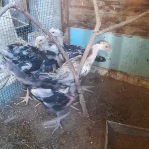 Чучаи даканг, Худжанд