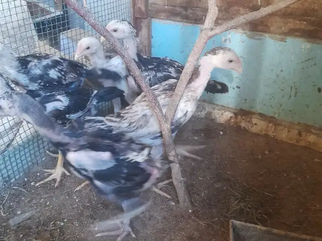 Чучаи даканг, Хуҷанд