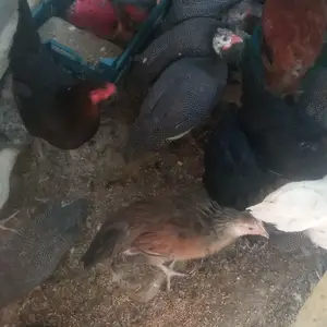 Мург, Душанбе