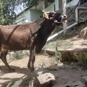 Гови карпат, Душанбе