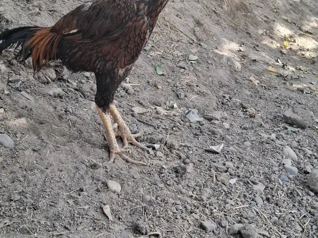Дакан, Турсунзаде