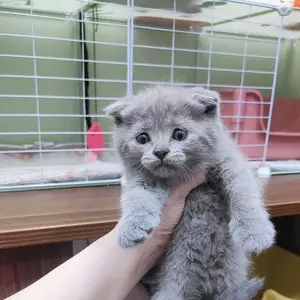 Шотландский вислоухий кот, Душанбе
