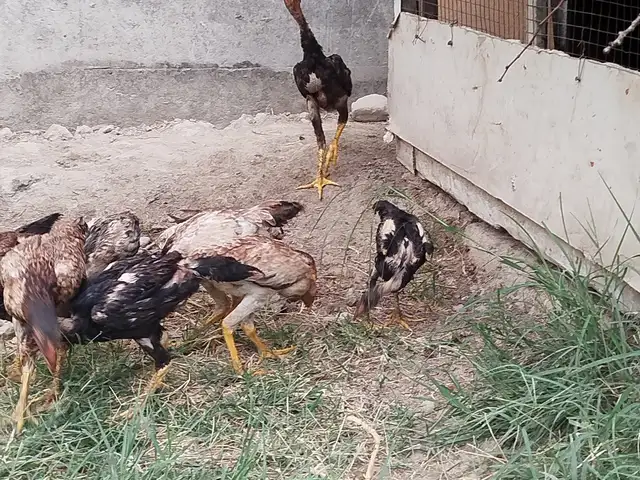 Даканг, Душанбе