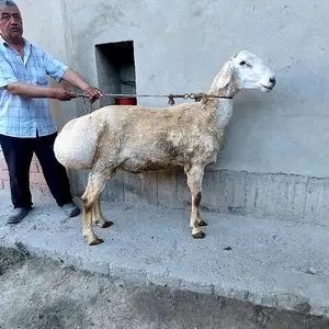 Гусфанд, Худжанд