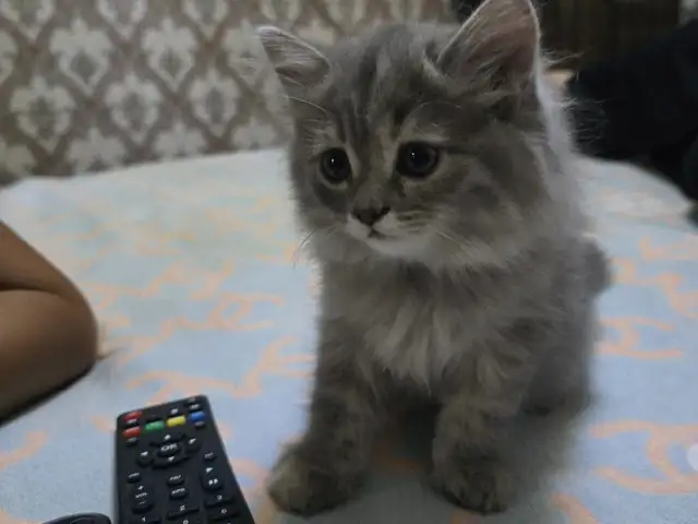 Шотландский кот, Худжанд