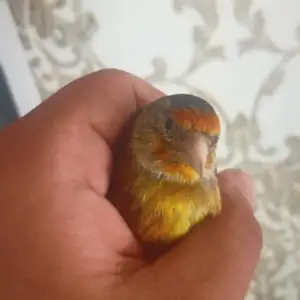 Щегол, Душанбе