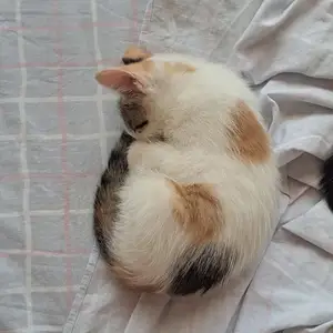 Кошечка 3 месяцев, Худжанд