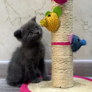 Шотландский вислоухий кот, Душанбе