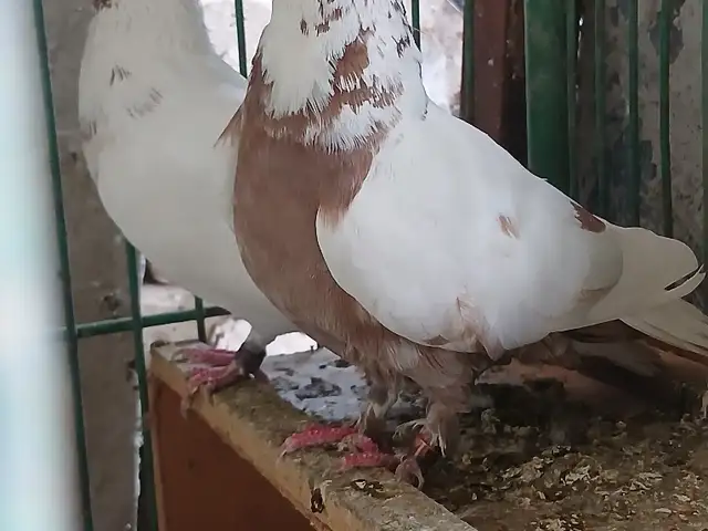 Чиниҳои Лучоб, Душанбе