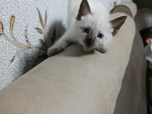 Кошка даром, Худжанд