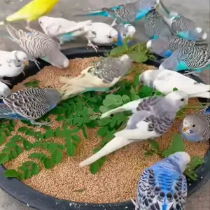 Попугай, Душанбе