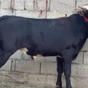 Бука, Душанбе