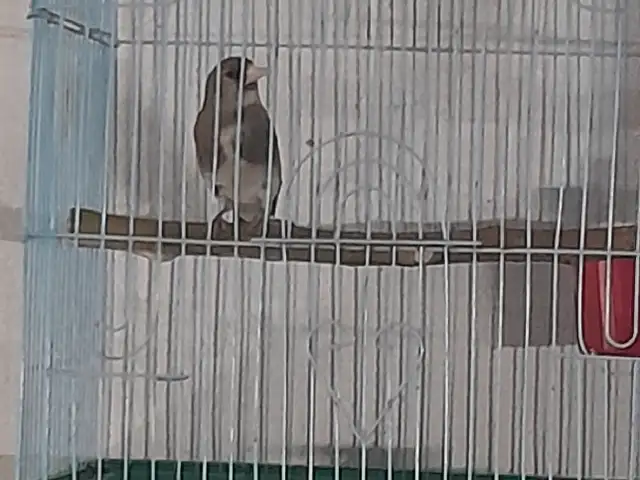Саъба, Худжанд