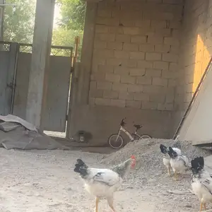 Мурги Рябушкин, Душанбе