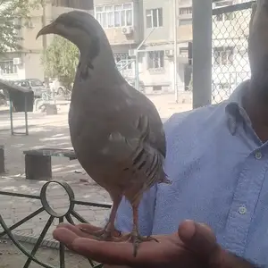 Кабк, Душанбе