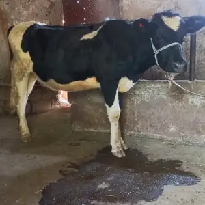 Гуночин, Гиссар