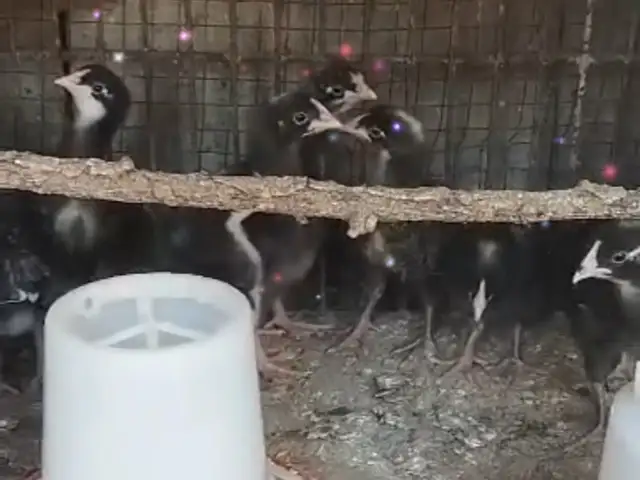 Чучаи доминант, Ҳисор