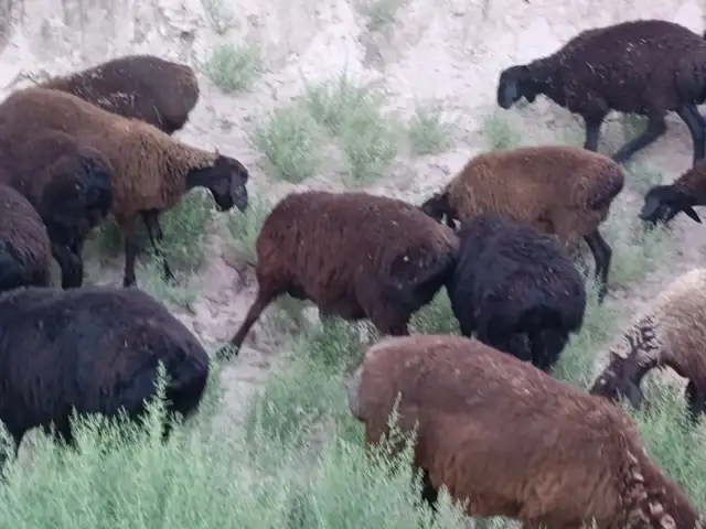 Кучкор, Душанбе