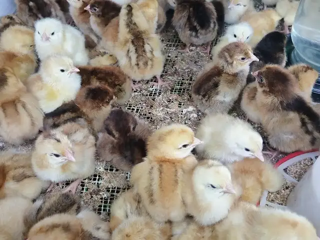 Чучаи Ломан, Худжанд