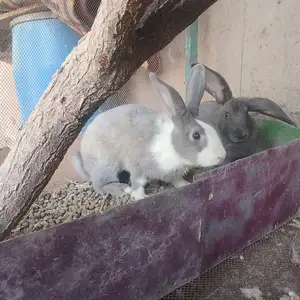 Харгуш, Яван