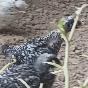 Чуҷаҳои доминант, Гиссар