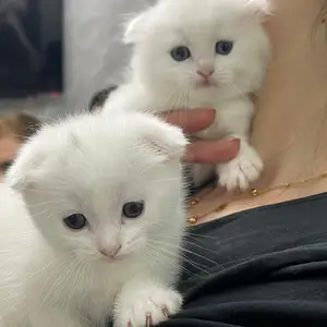 Котенок, Душанбе